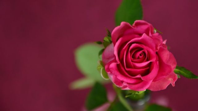 萎れたバラの花がシャキッと回復 簡単な水揚げの方法を紹介します 月にサボテン