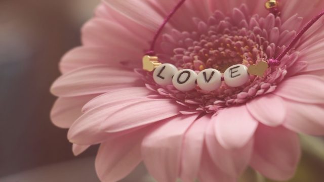 いい夫婦の日には花を贈ろう 愛を伝えるのにピッタリな花言葉の花5選 月にサボテン