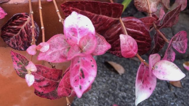 ハツユキカズラの紅葉が見頃 白やピンクの葉で育てる2つのポイント 月にサボテン