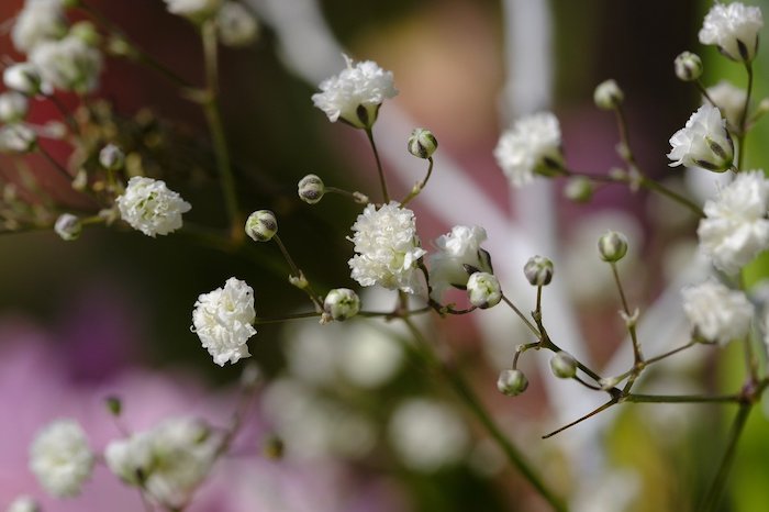 長持ちする切り花おすすめ5選 飾った後の管理のポイントも紹介します 月にサボテン