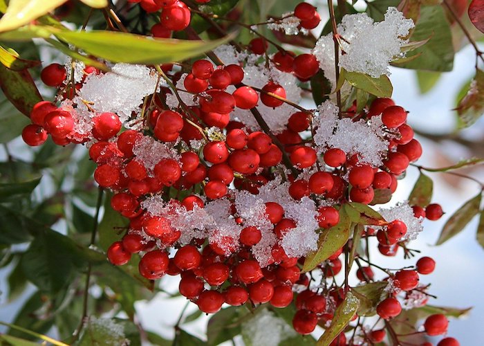 南天を植えるのに適した方角は お正月には縁起の良い赤い実を飾ろう 月にサボテン