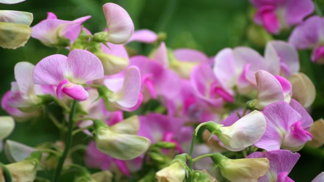 スイートピーのカラフルな切り花は冬でも大人気 花の特徴や香り 花言葉を紹介します 月にサボテン