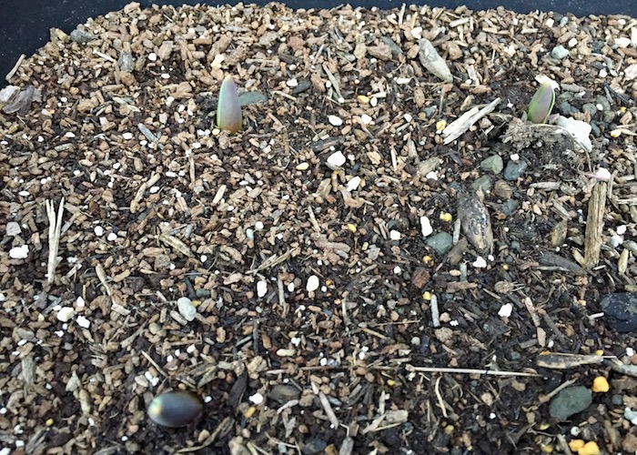 チューリップの球根が芽を出す時期は 早く発芽してしまった場合の対処の仕方も紹介 月にサボテン