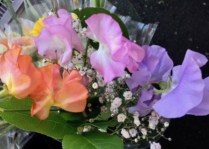 入学や就職祝いに贈るお花5選 門出にふさわしい花言葉を持つお花を紹介します 月にサボテン