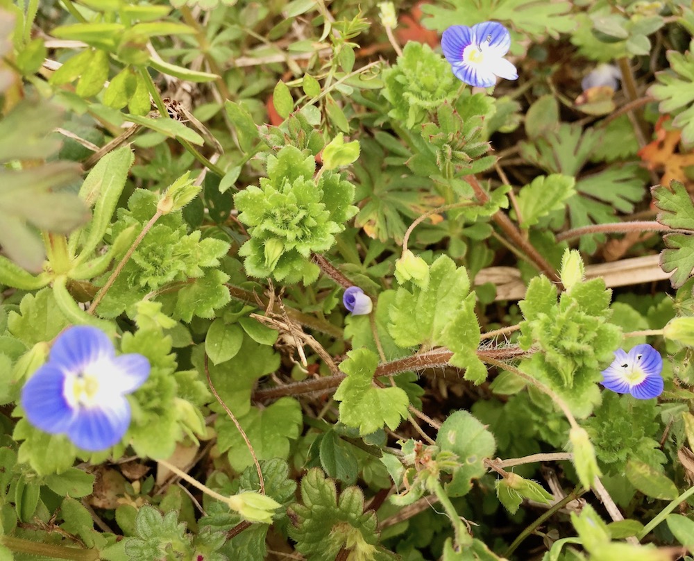 雑草なのに青い花が可愛い オオイヌノフグリはどんな花 名前の由来は 月にサボテン