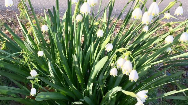 植えっぱなしでもよく育つ花 スノーフレークの植え付けや育て方 よく似た花を紹介します 月にサボテン