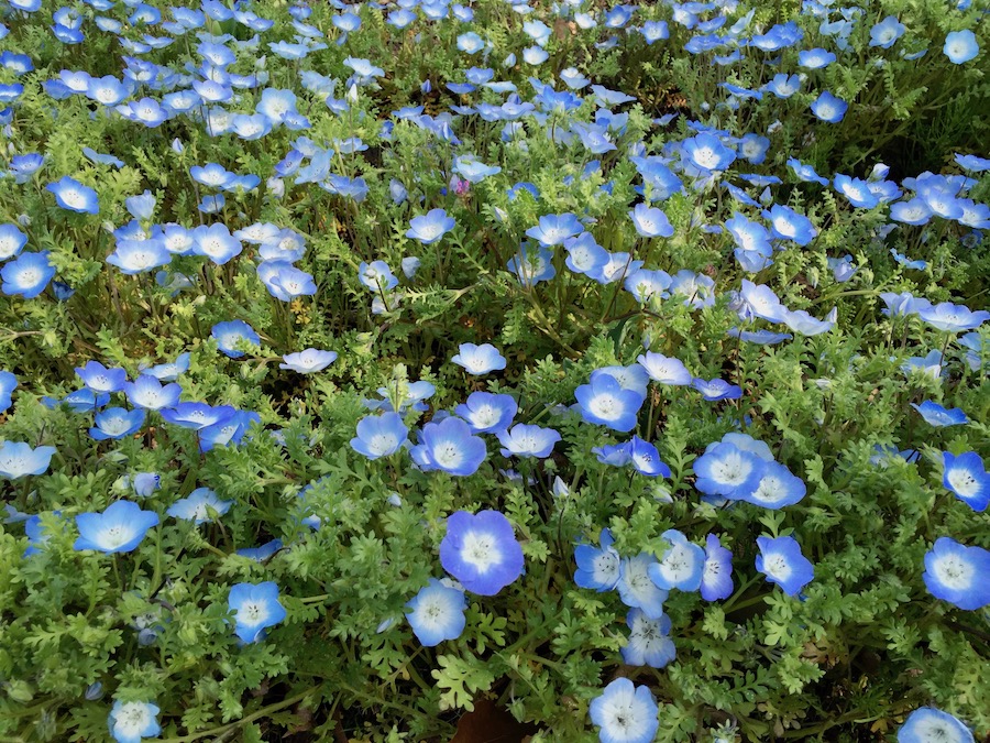 【ベストコレクション】 ネモフィラ 小さい 青い 花 雑草 268151