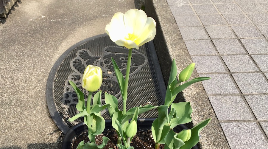 チューリップの開花時期や咲く期間は 蕾を付けてから開花までの成長をレポート 月にサボテン