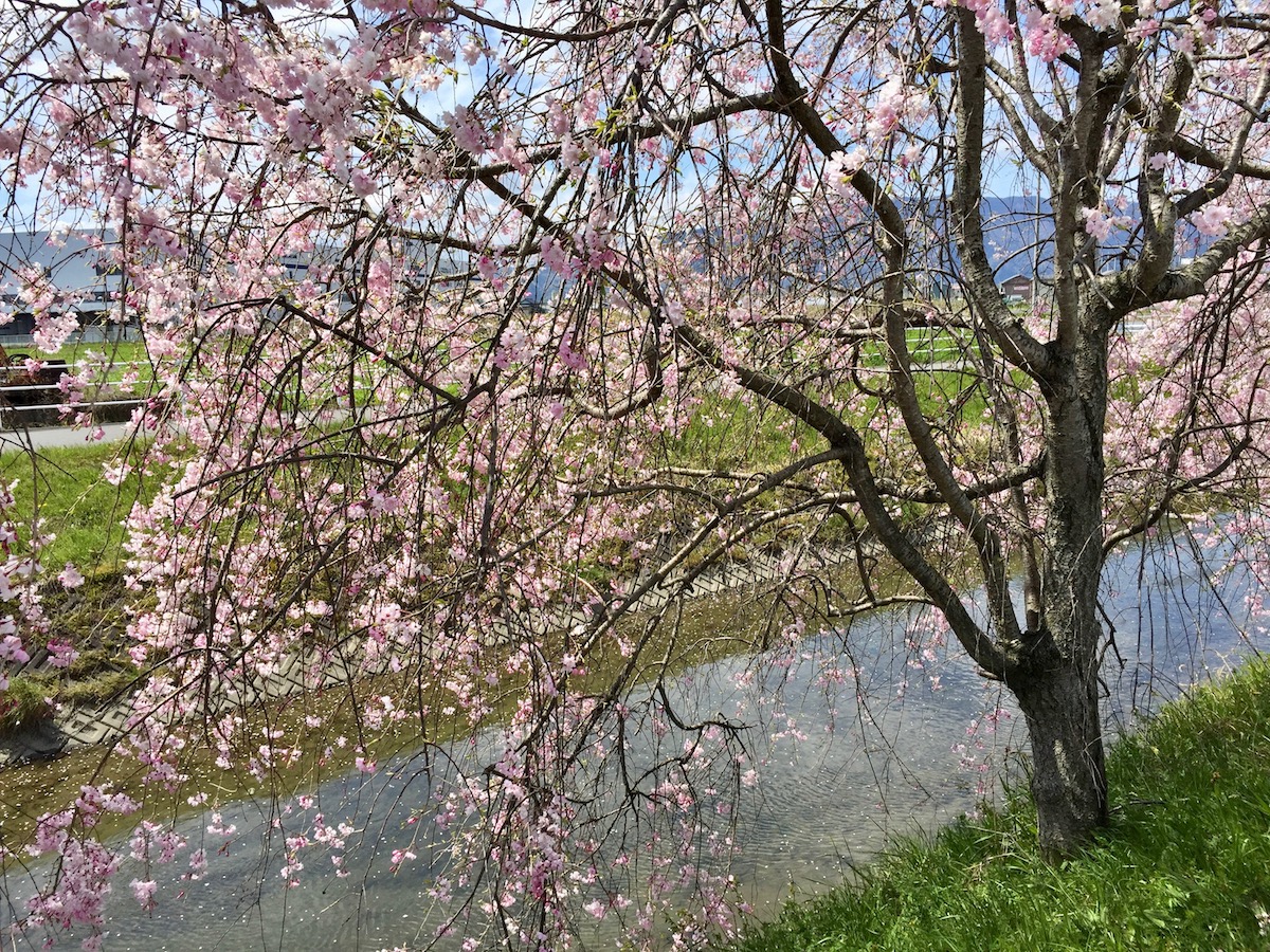 枝垂桜の開花の時期は 今年も健気に咲いた ヤエベニシダレ を紹介します 月にサボテン
