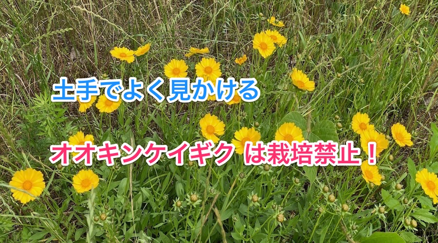 土手や道端に咲く黄色い花 オオキンケイギクは繁殖力が旺盛でヤバイよ という話 月にサボテン