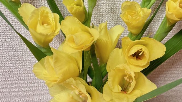 夏に人気の切り花 グラジオラスをオシャレに飾るコツや花言葉 水揚げ 花持ちを紹介 月にサボテン
