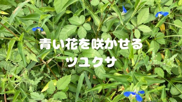 道端や草むらに繁殖する青い花の雑草 ツユクサの花の時期 花言葉 別名について 月にサボテン
