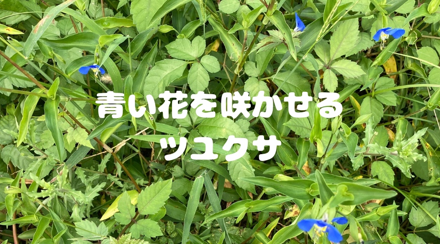 道端や草むらに繁殖する青い花の雑草 ツユクサの花の時期 花言葉 別名について 月にサボテン