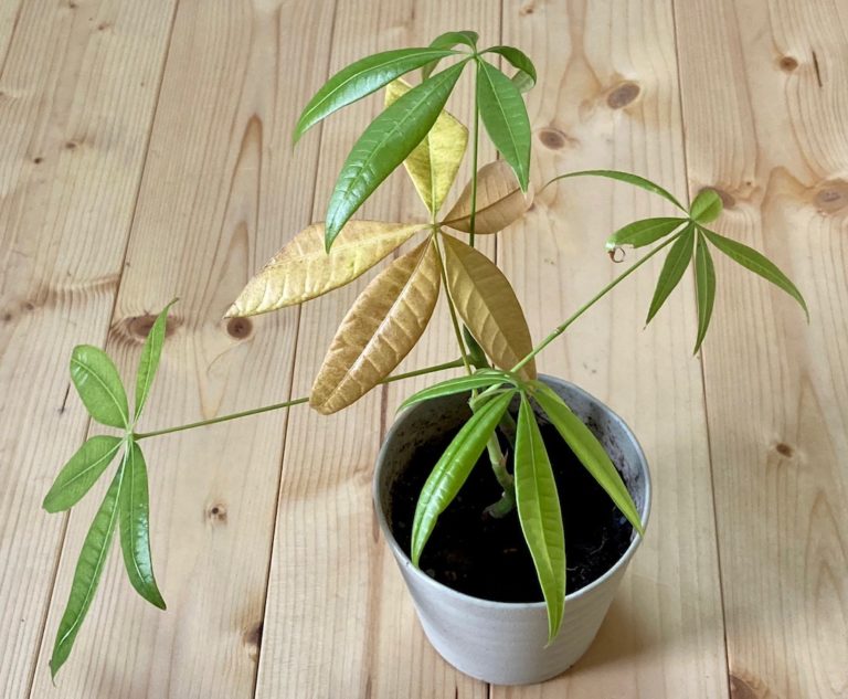 育て方が簡単な観葉植物・パキラの葉が黄色に変色！？原因を探って対処しました｜月にサボテン