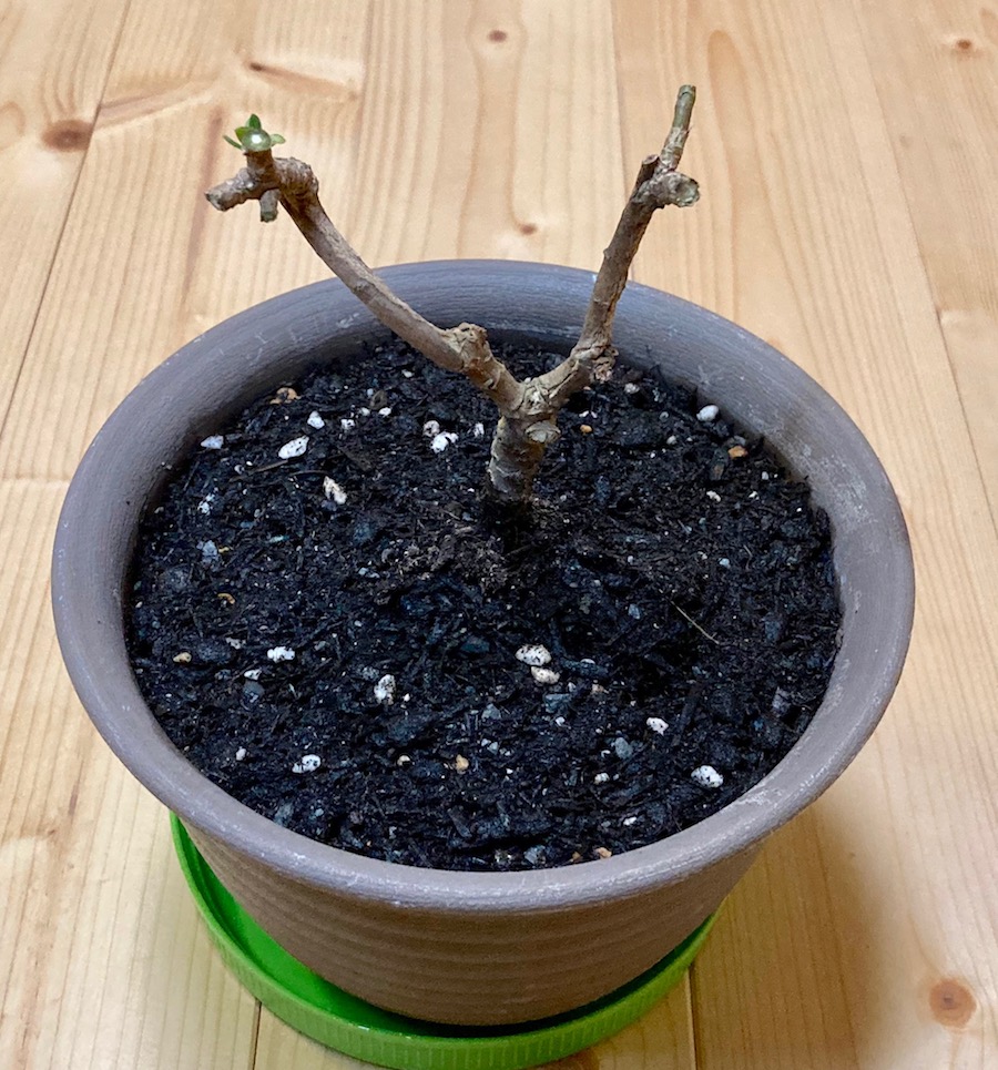 木質化で大変 オステオスペルマムの切り戻しと植え替え 切った枝で挿し穂も 月にサボテン