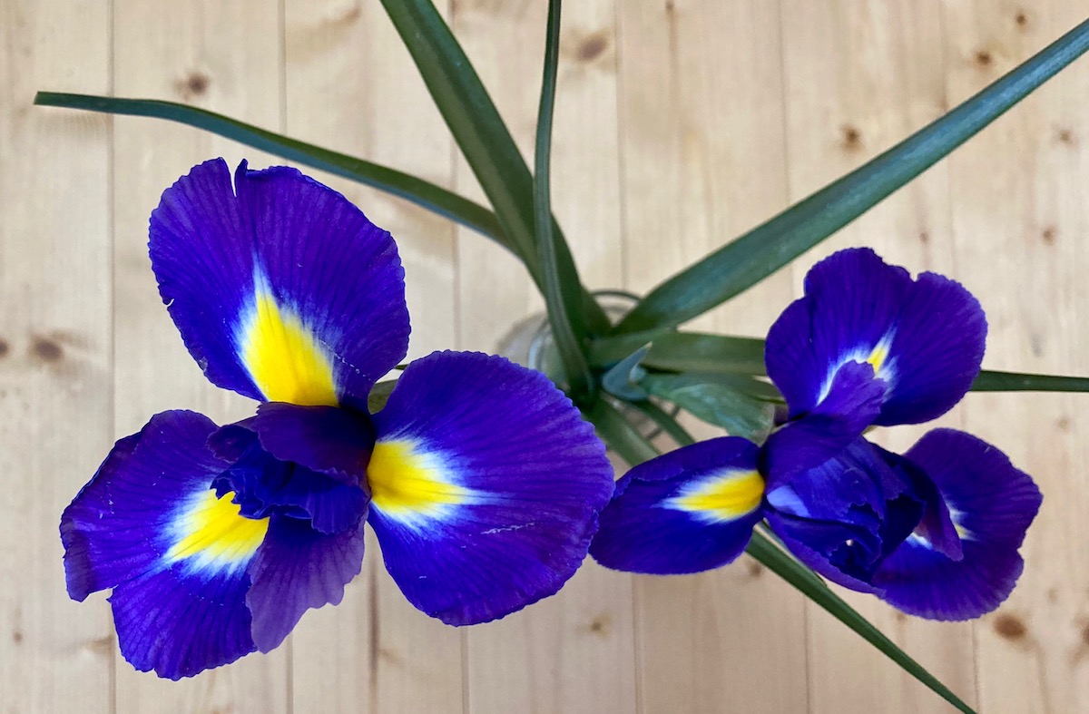 アイリスの切り花を長く飾って楽しむための5つのコツを紹介 月にサボテン