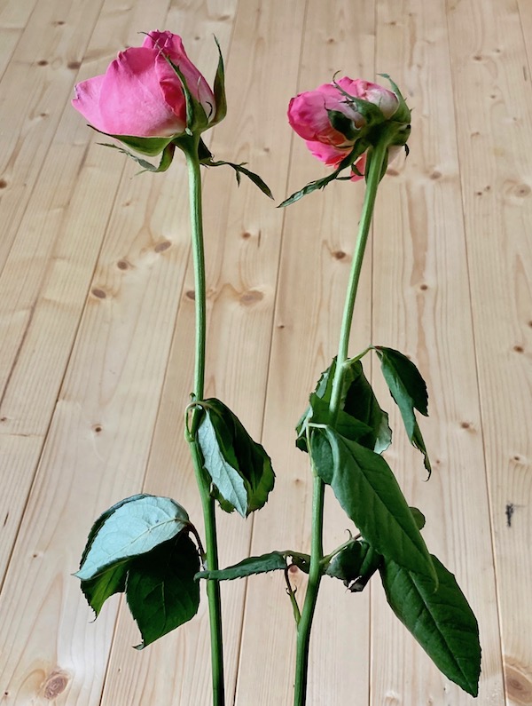 萎れたバラの花がシャキッと回復 簡単な水揚げの方法を紹介します 月にサボテン