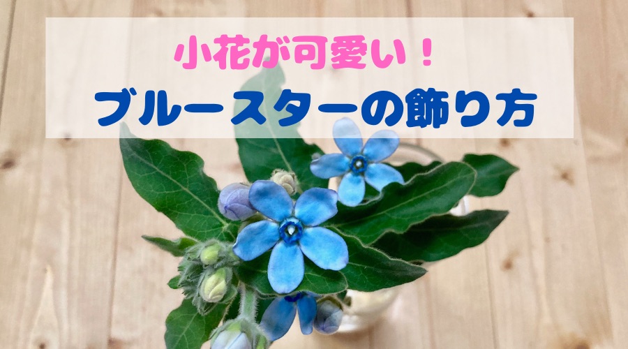 青い小花が可愛い ブルースターの飾り方 切り花の水揚げ 出回り時期 花持ちを解説 月にサボテン