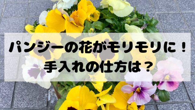 キャットテールの花穂が落ちる 思い当たる2つの原因を考察してみました 月にサボテン