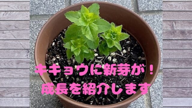 冬越しが終わったキキョウが発芽する時期は 新芽の育て方や成長記録を紹介します 月にサボテン