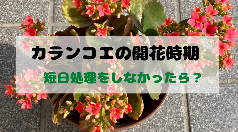 カランコエの本来の開花時期 短日処理をしないで自然に育てた場合はいつ 月にサボテン