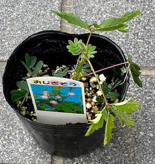 育てるのが簡単 オジギソウの苗を植え付けました 手順や育て方を解説 月にサボテン