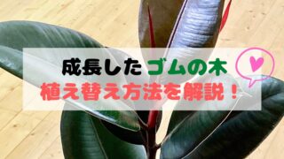 初挑戦 ゴムの木の剪定と植え替え タイミングや手順 新芽も紹介します 月にサボテン