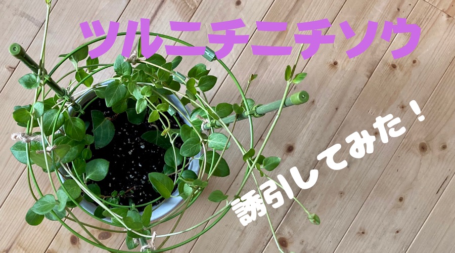 ツルニチニチソウの誘引の仕方 つるを絡ませて支柱仕立てにしてみた体験談を紹介 月にサボテン