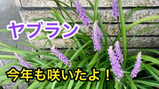 庭のグランドカバーにおすすめ ヤブランの育て方や開花 剪定の時期を解説します 月にサボテン