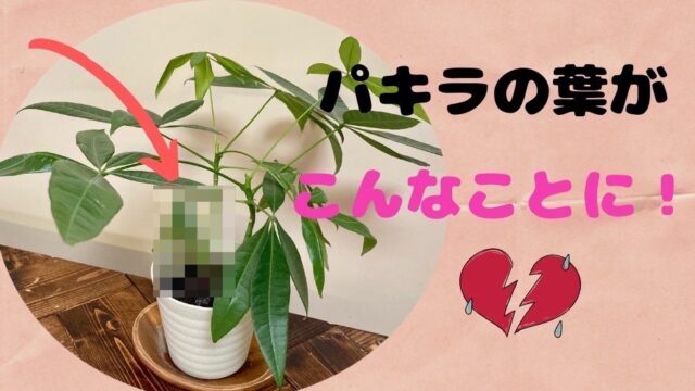 パキラ タグの記事一覧 月にサボテン