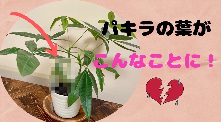 パキラの葉が変色 葉が傷んでしまった原因を考えてみた 月にサボテン