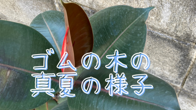 猛暑でも大丈夫？ゴムの木を真夏に外に出して育ててみた結果を紹介｜月 